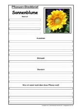 Pflanzensteckbrief-Sonnenblume.pdf